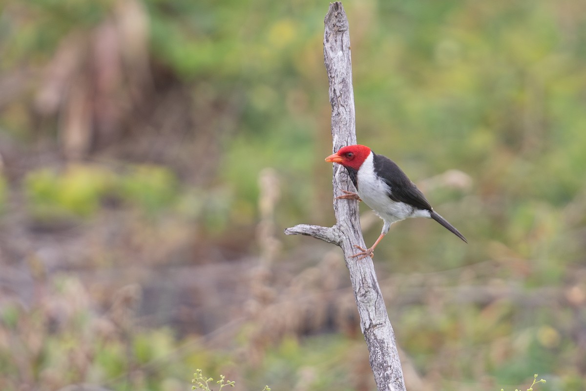 Yellow-billed Cardinal - ML624357888