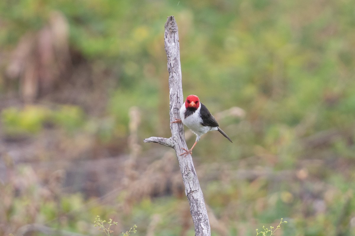 Yellow-billed Cardinal - ML624357889