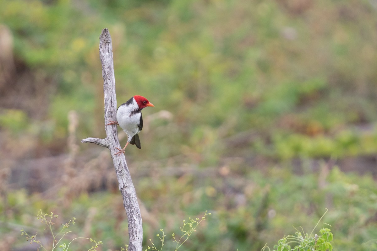 Yellow-billed Cardinal - ML624357890