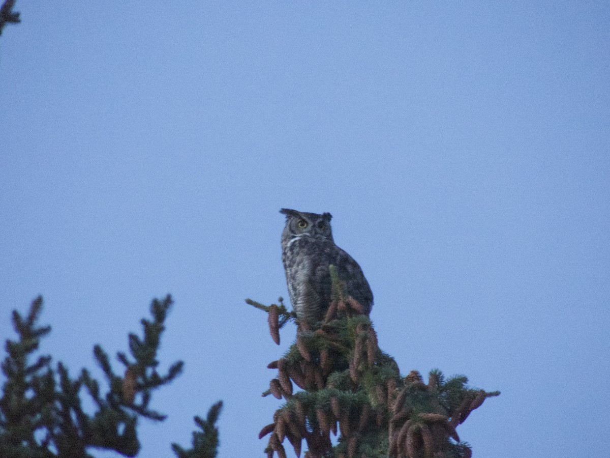 Great Horned Owl - ML624358034