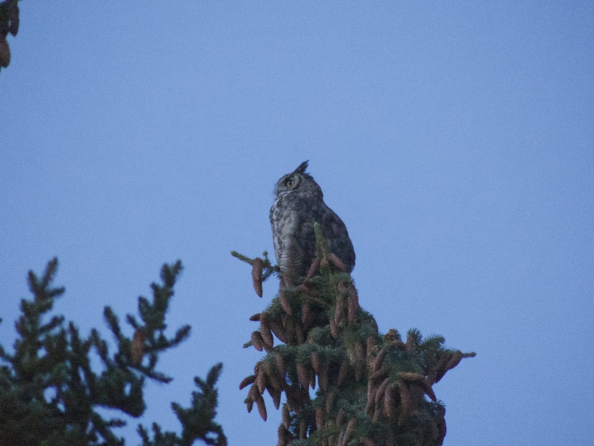 Great Horned Owl - ML624358035