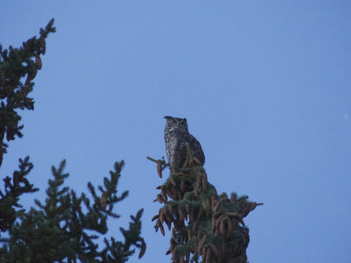 Great Horned Owl - ML624358036