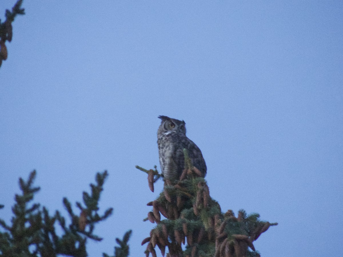 Great Horned Owl - ML624358037