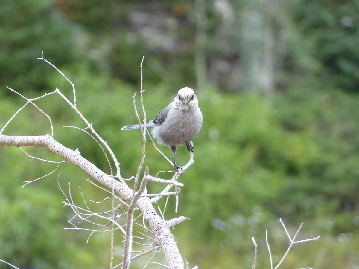 Canada Jay - ML624358093