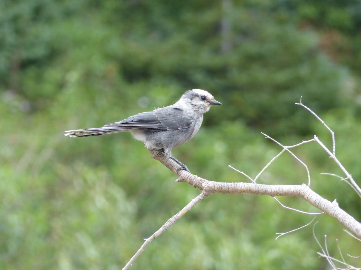 Canada Jay - ML624358101