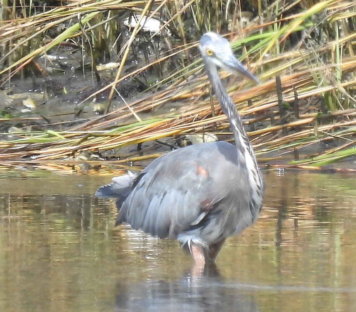 Great Blue Heron - ML624358105