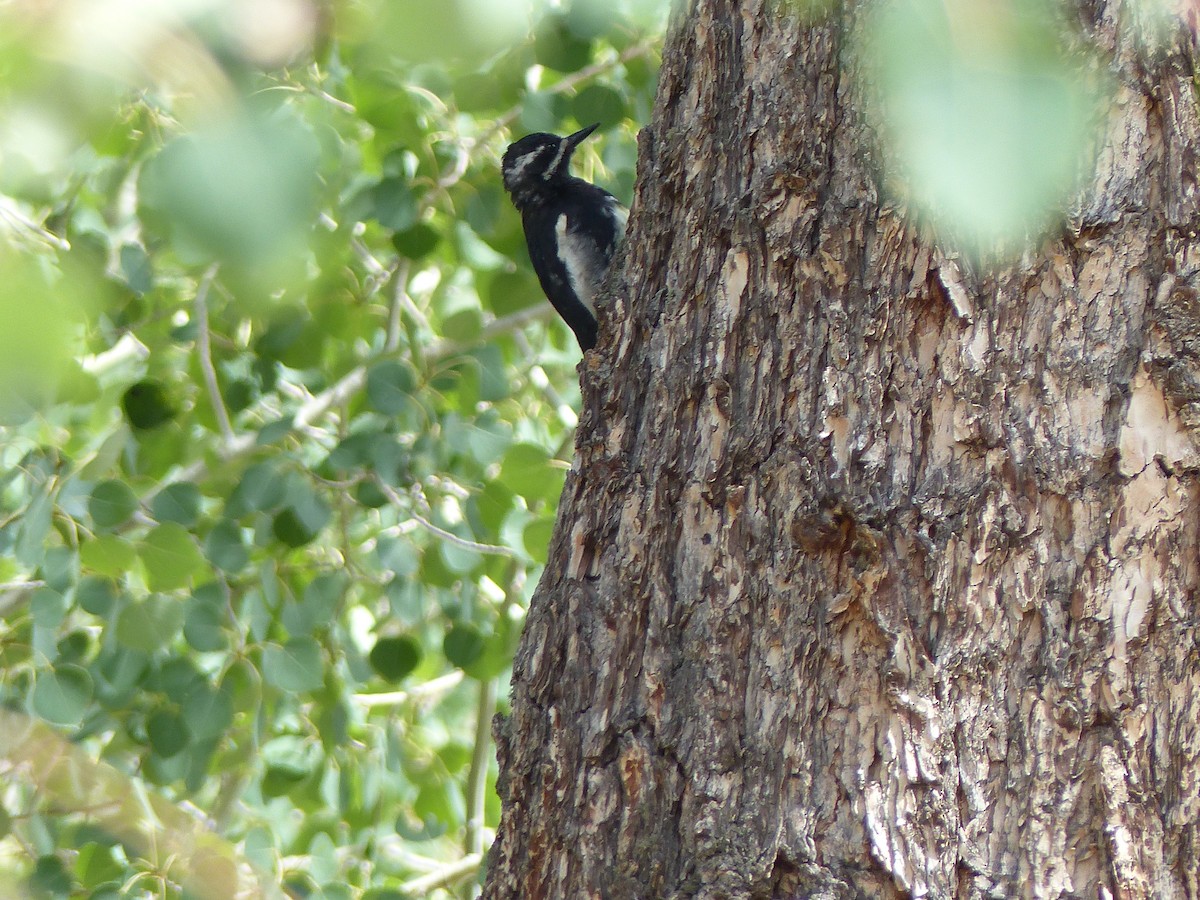 Williamson's Sapsucker - ML624358145