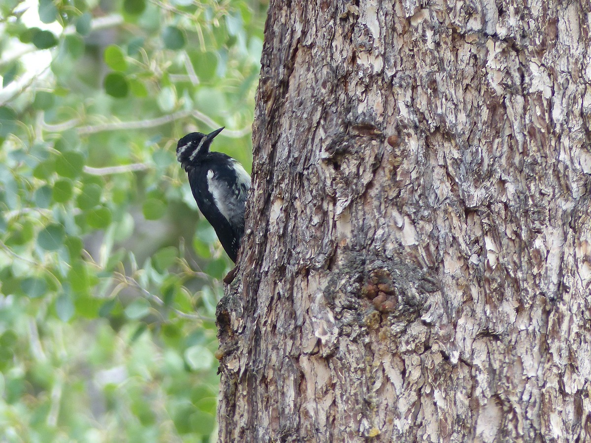 Williamson's Sapsucker - ML624358149