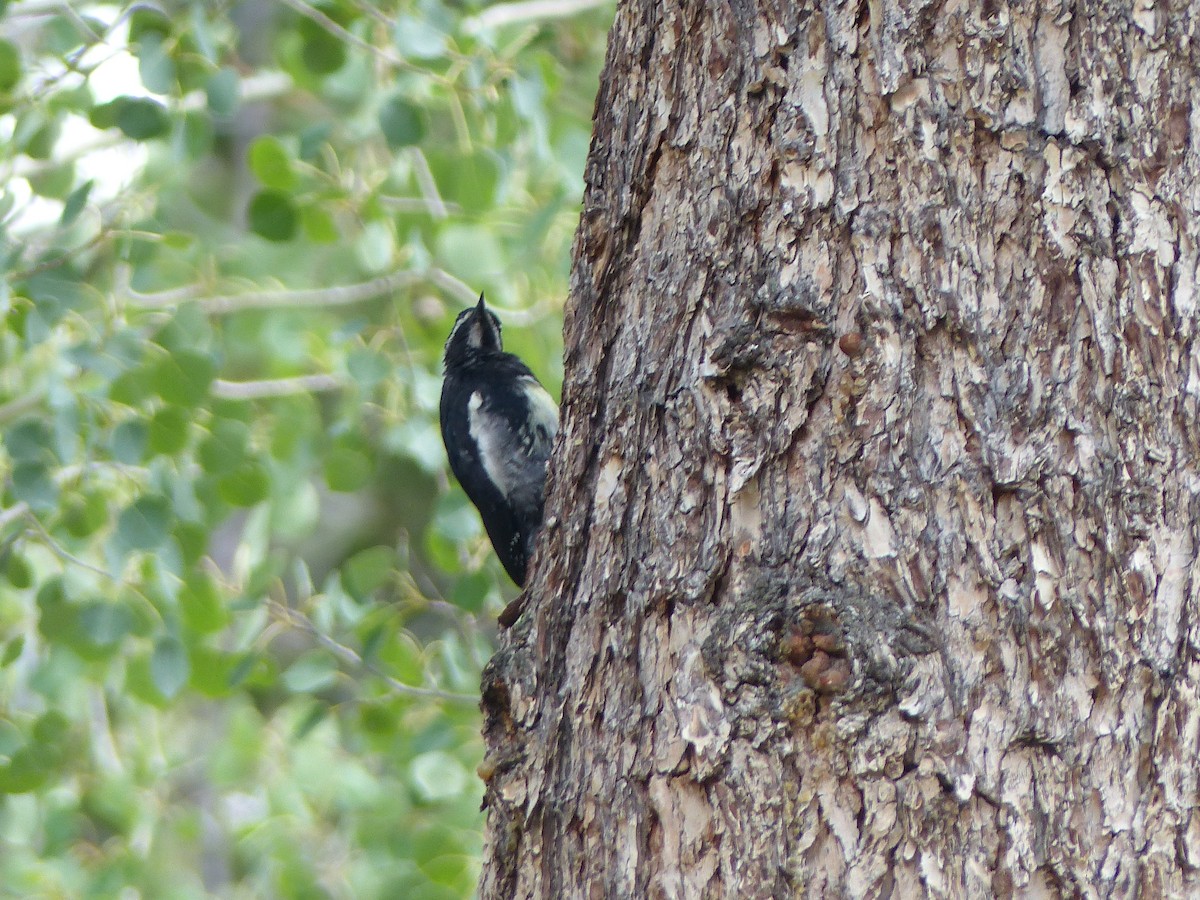 Williamson's Sapsucker - ML624358151