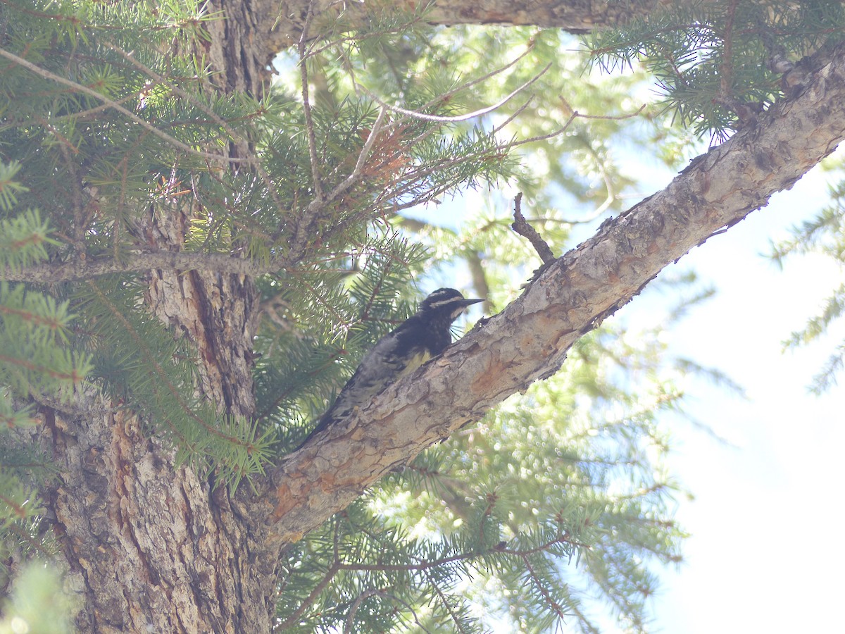 Williamson's Sapsucker - ML624358161