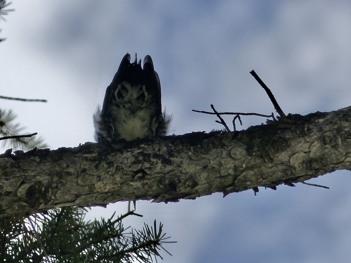 Williamson's Sapsucker - ML624358179