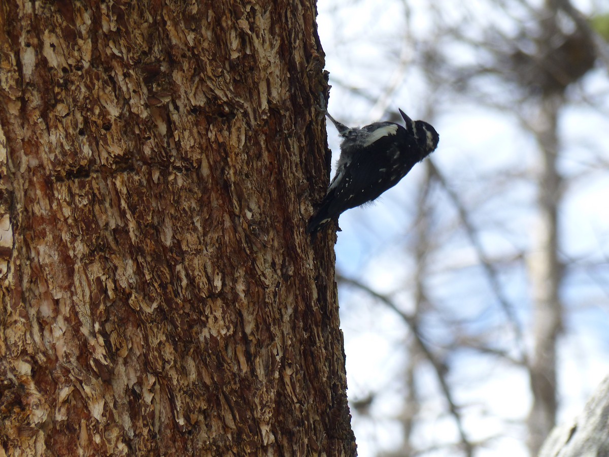 Williamson's Sapsucker - ML624358185