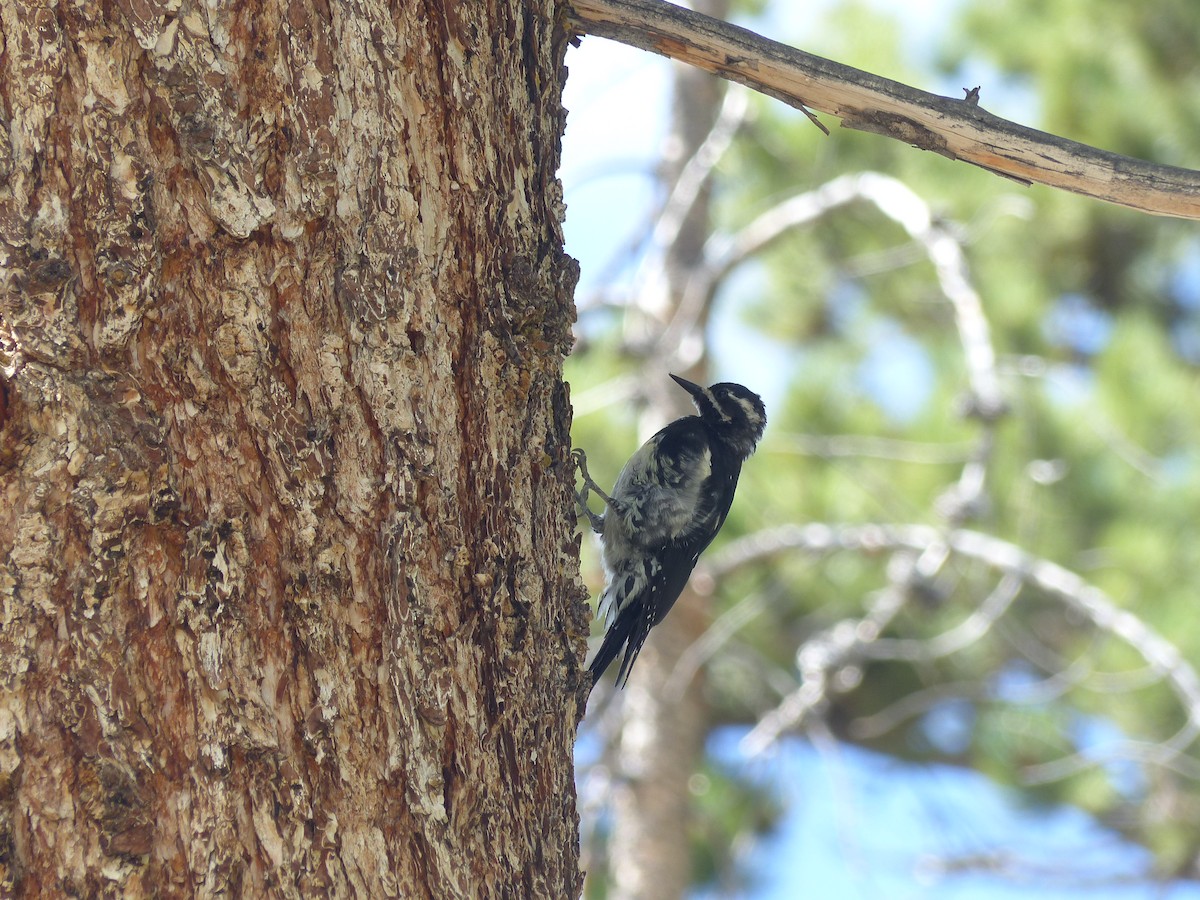 Williamson's Sapsucker - ML624358186