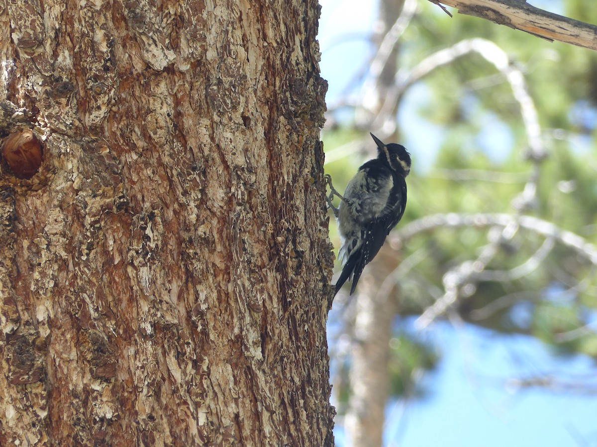 Williamson's Sapsucker - ML624358189