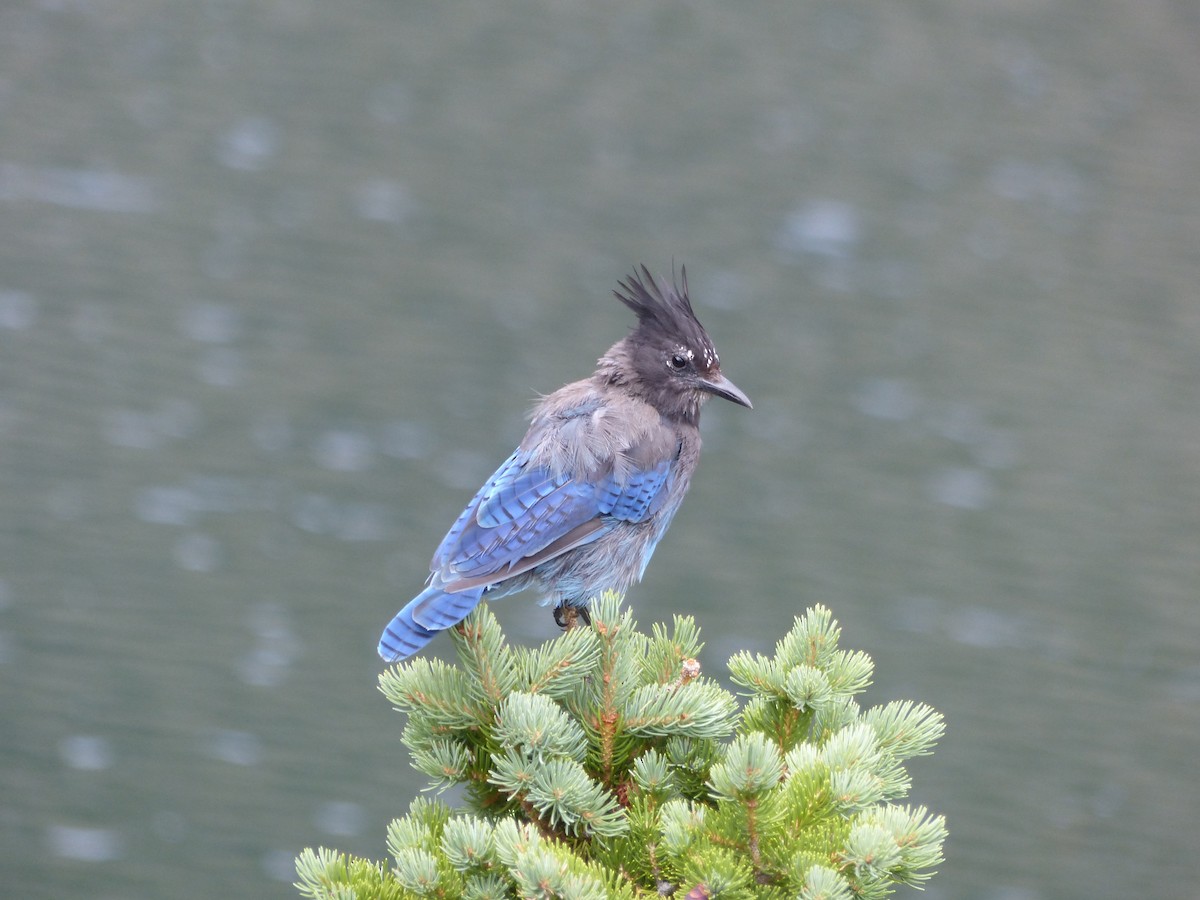 Steller's Jay - ML624358208