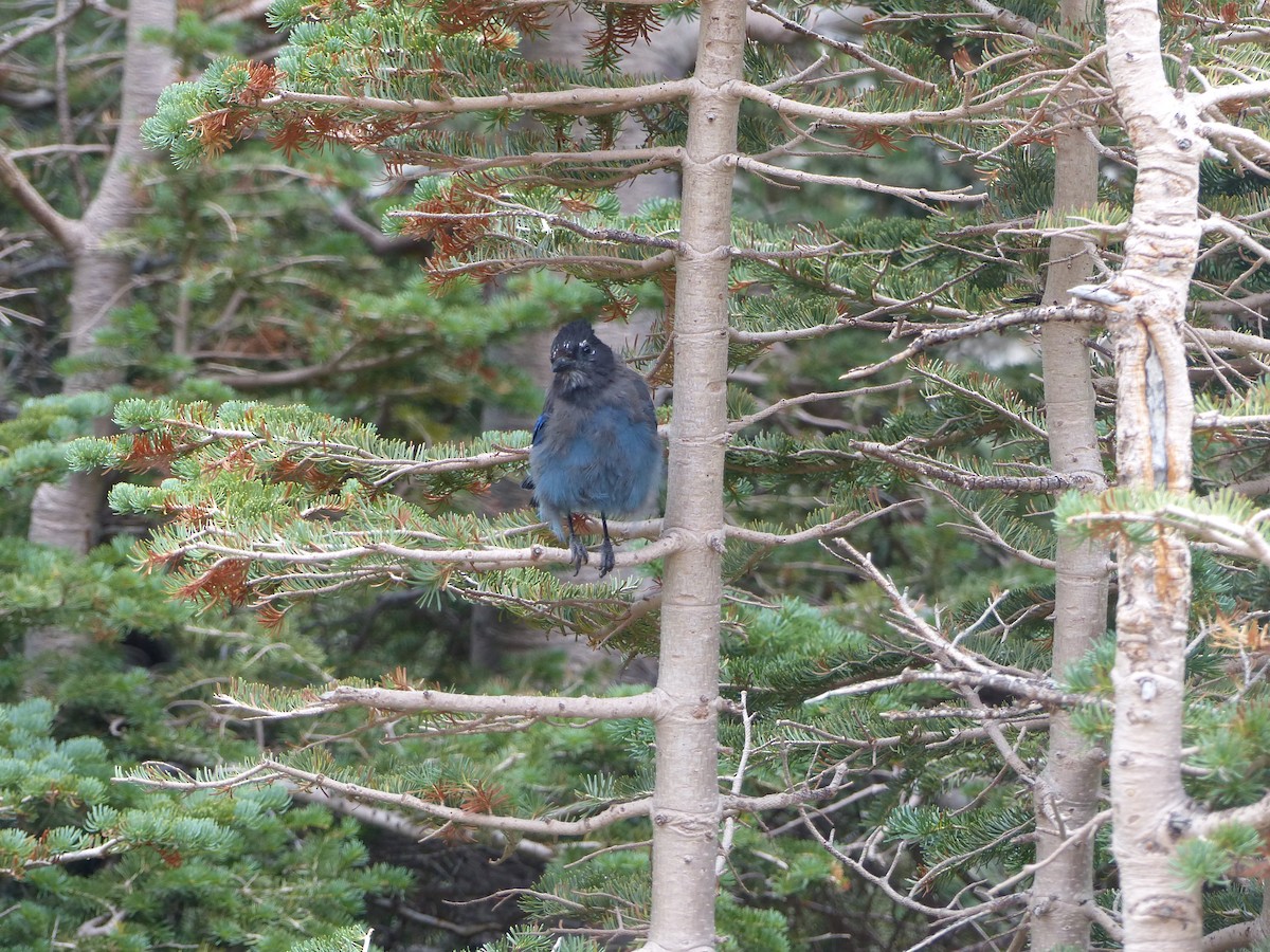 Steller's Jay - ML624358213