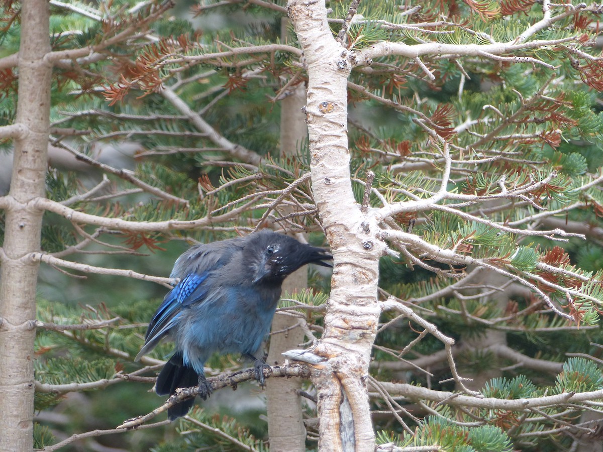 Steller's Jay - ML624358218