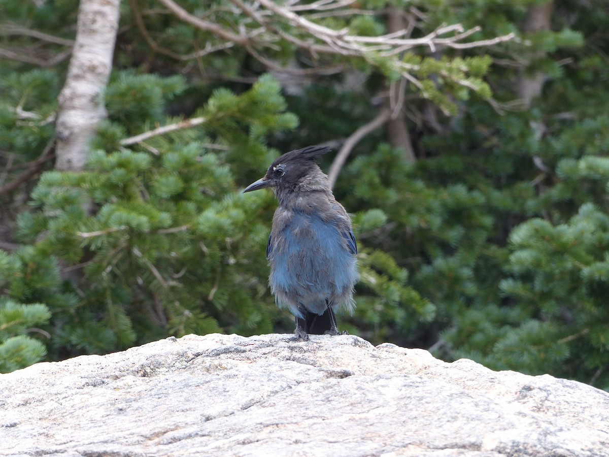 Steller's Jay - ML624358220