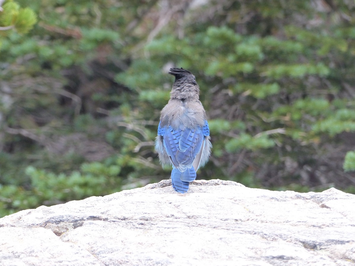 Steller's Jay - ML624358222