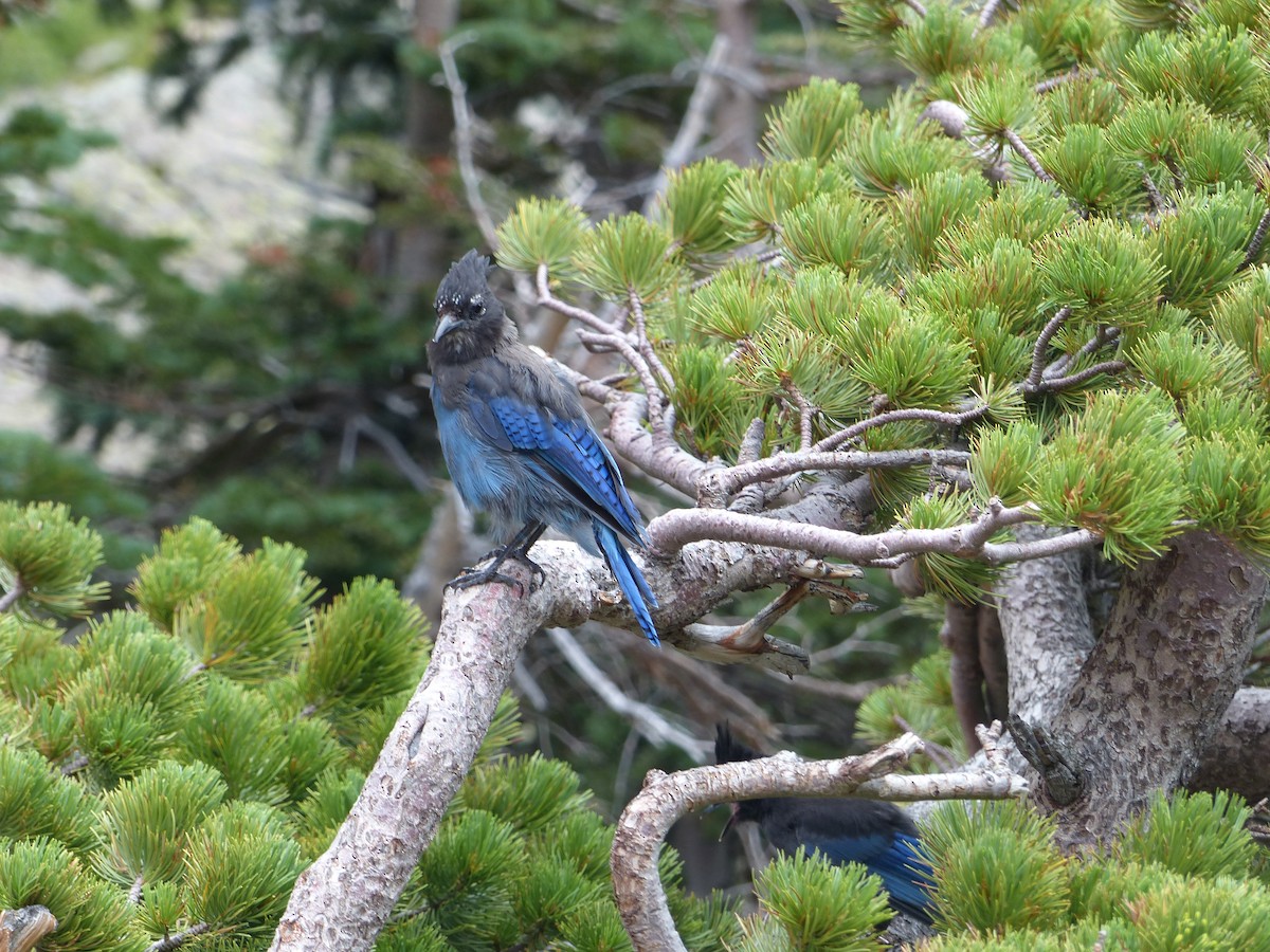 Steller's Jay - ML624358223