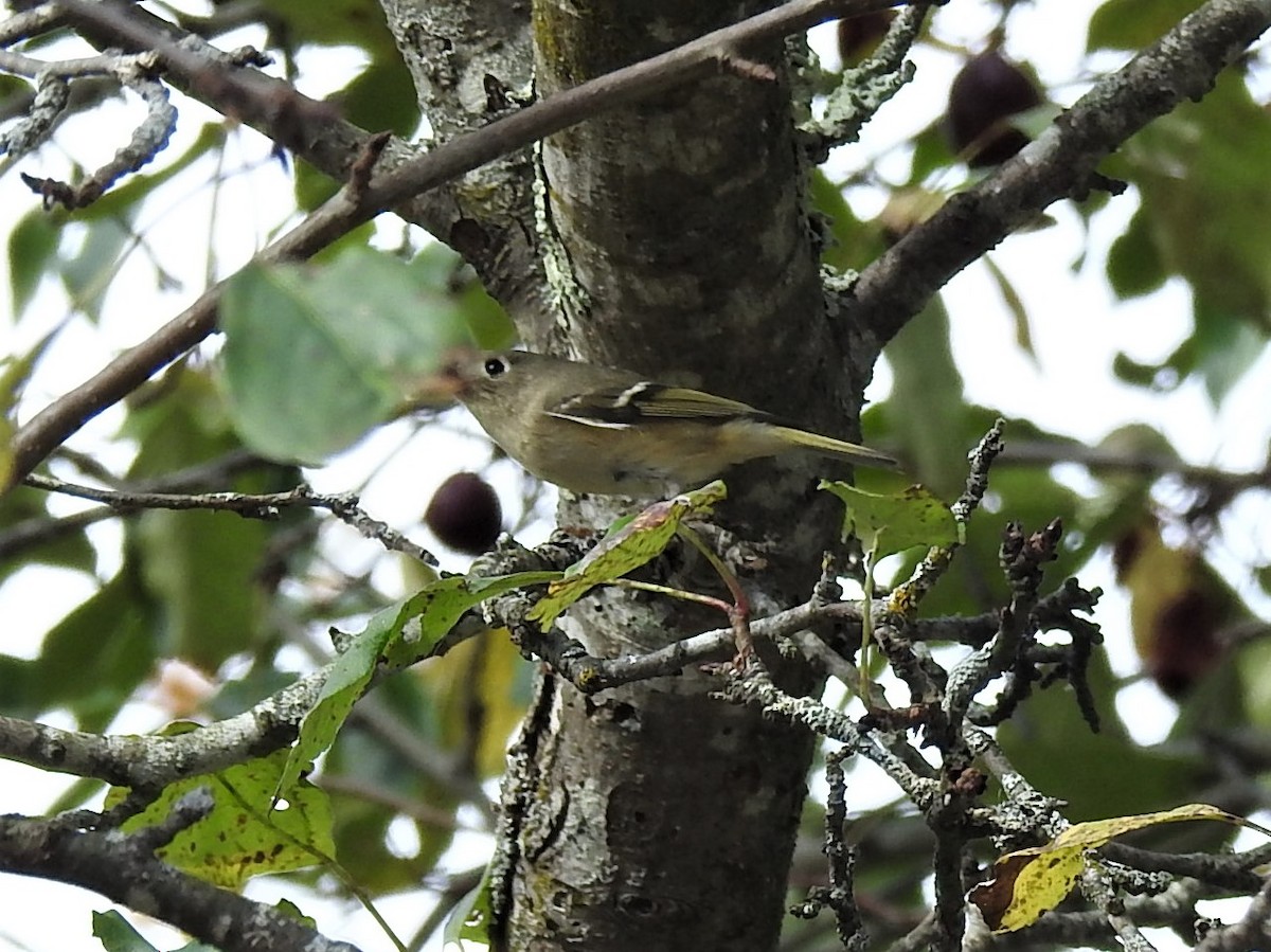 Ruby-crowned Kinglet - ML624358332