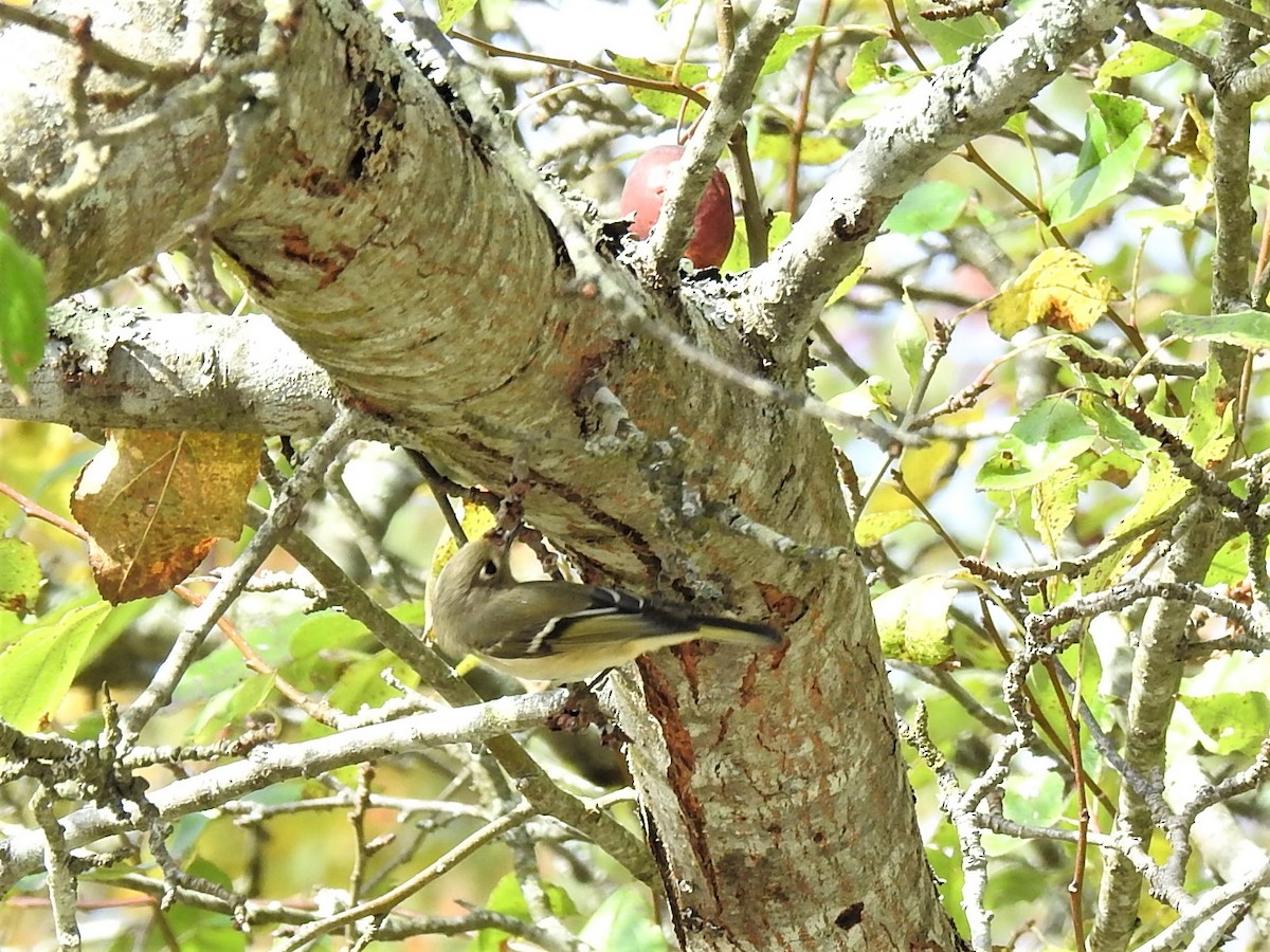 Ruby-crowned Kinglet - ML624358333