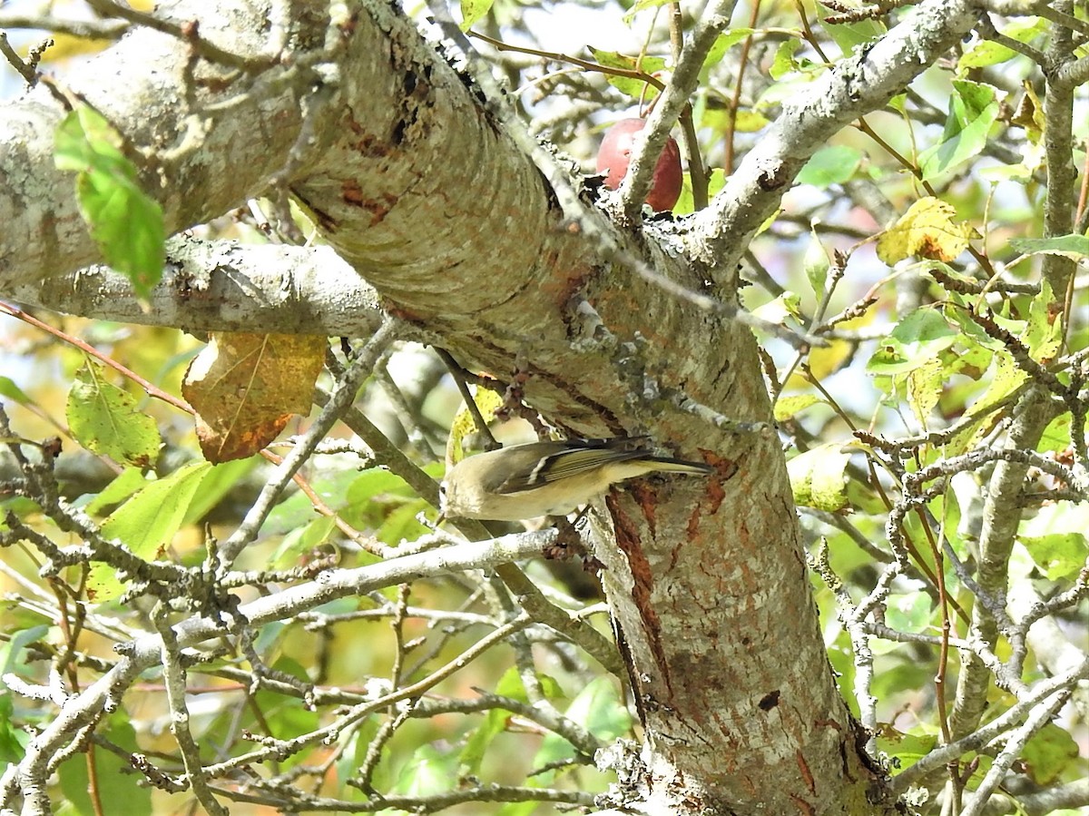 Ruby-crowned Kinglet - ML624358334