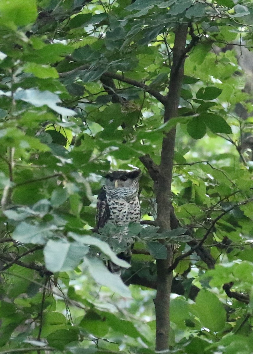 Spot-bellied Eagle-Owl - ML624358339