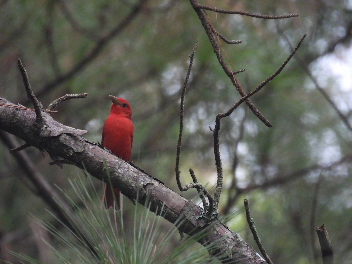 Summer Tanager - ML624358342