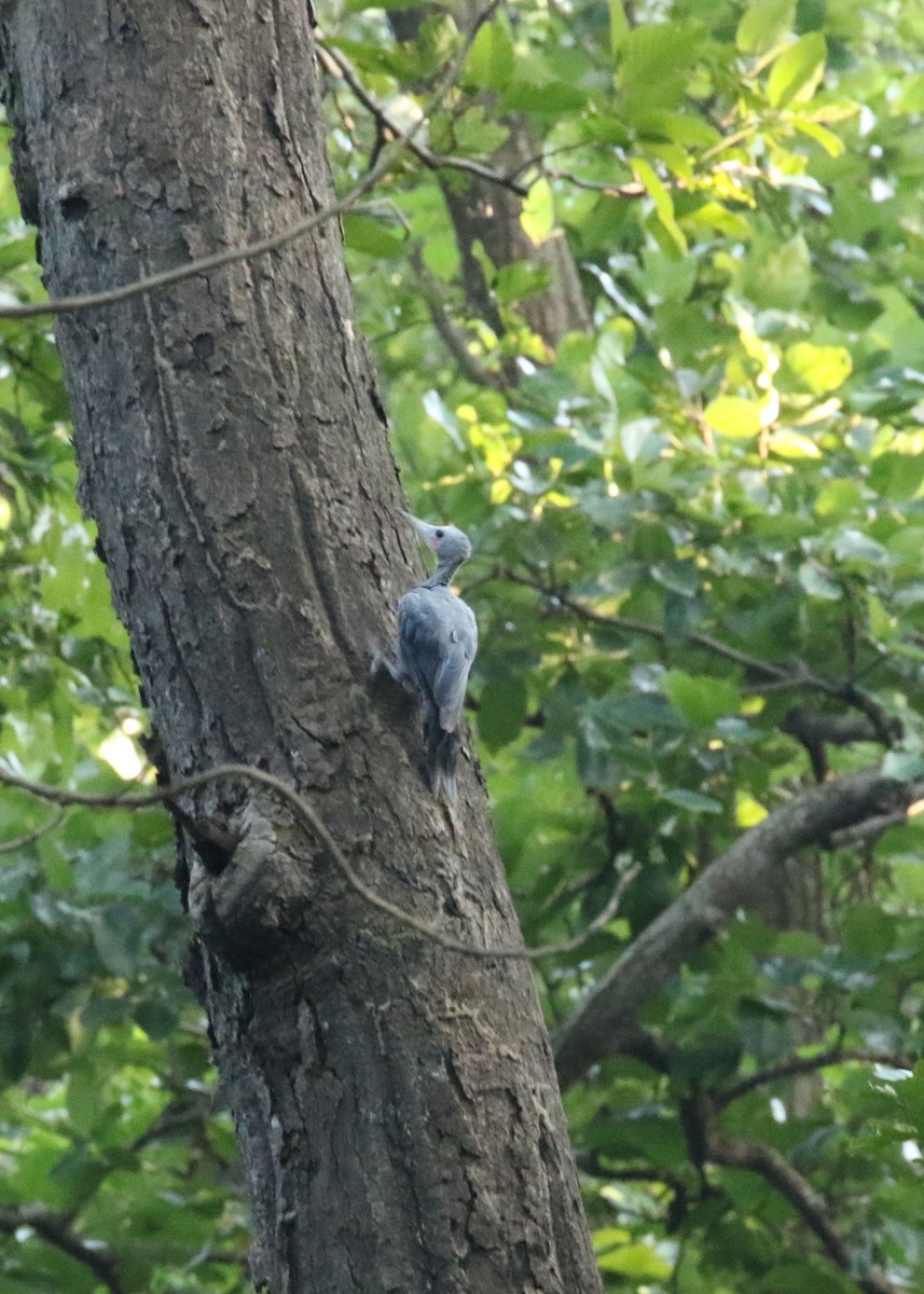 Great Slaty Woodpecker - ML624358357