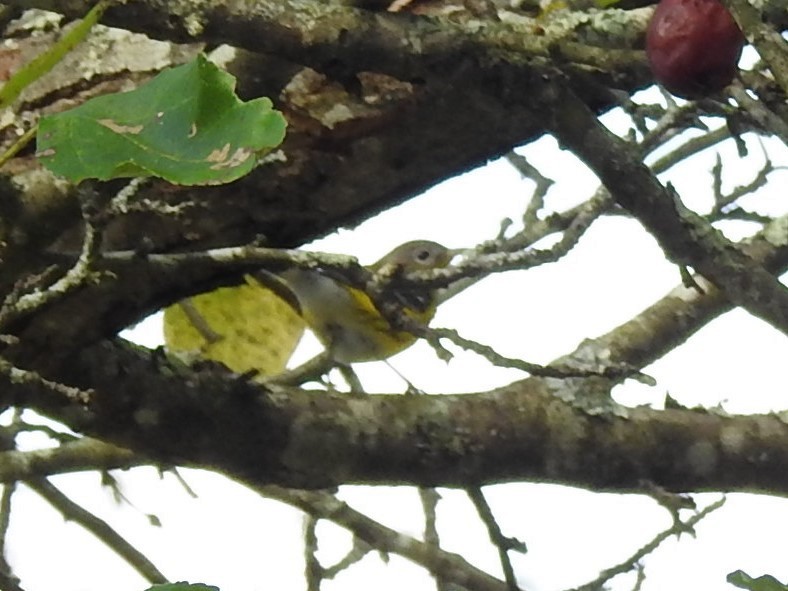 Magnolia Warbler - ML624358361