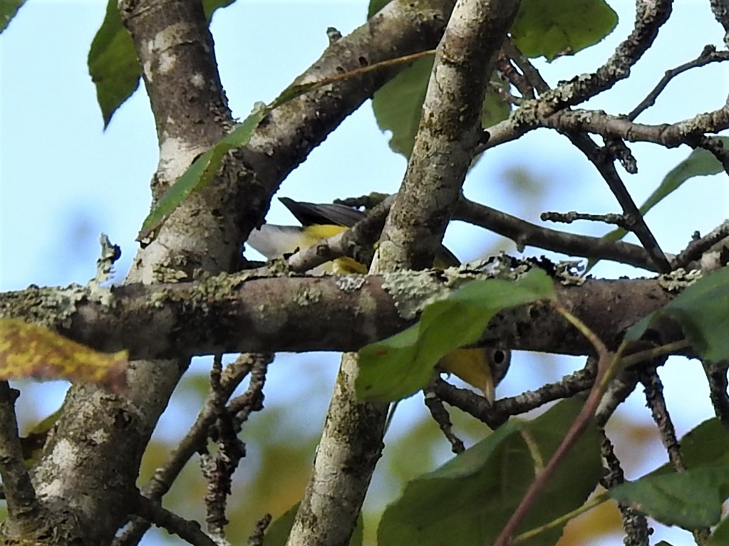 Magnolia Warbler - ML624358362