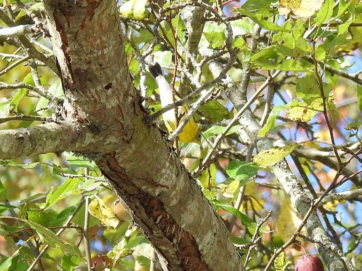 Magnolia Warbler - ML624358363