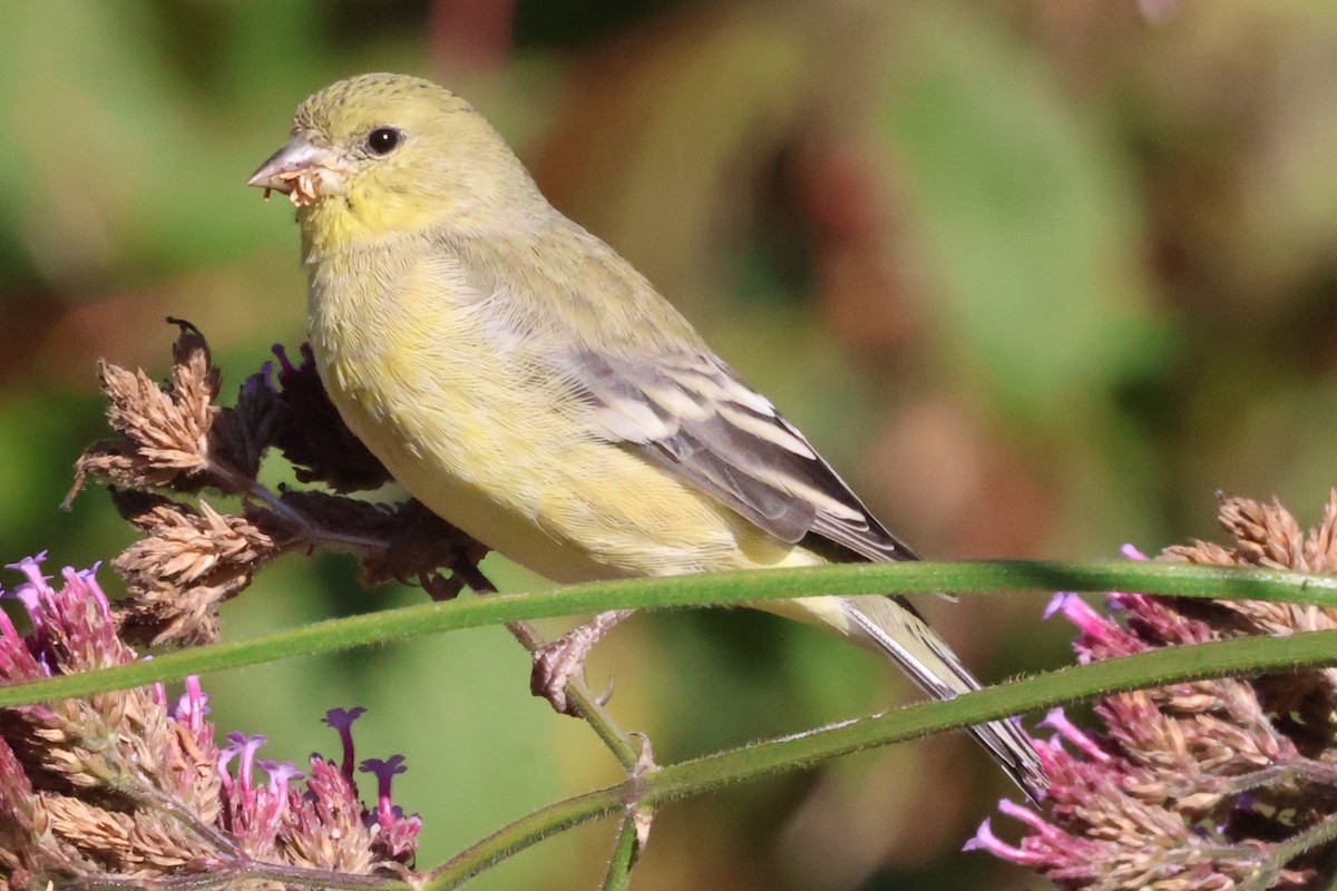 Lesser Goldfinch - ML624358366