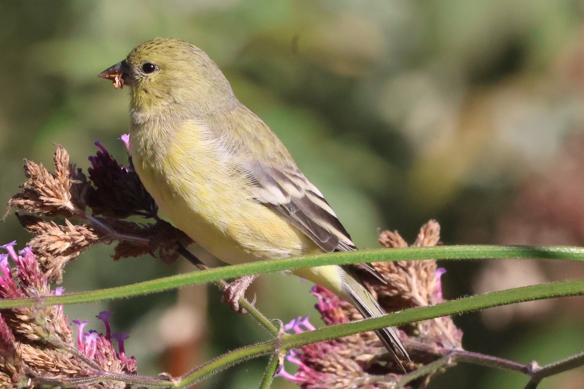 Lesser Goldfinch - ML624358367