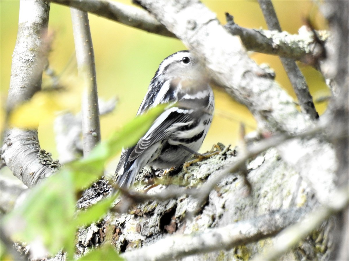 Black-and-white Warbler - ML624358372