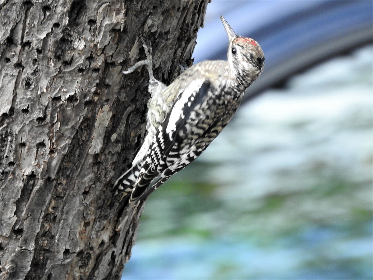 Yellow-bellied Sapsucker - ML624358402