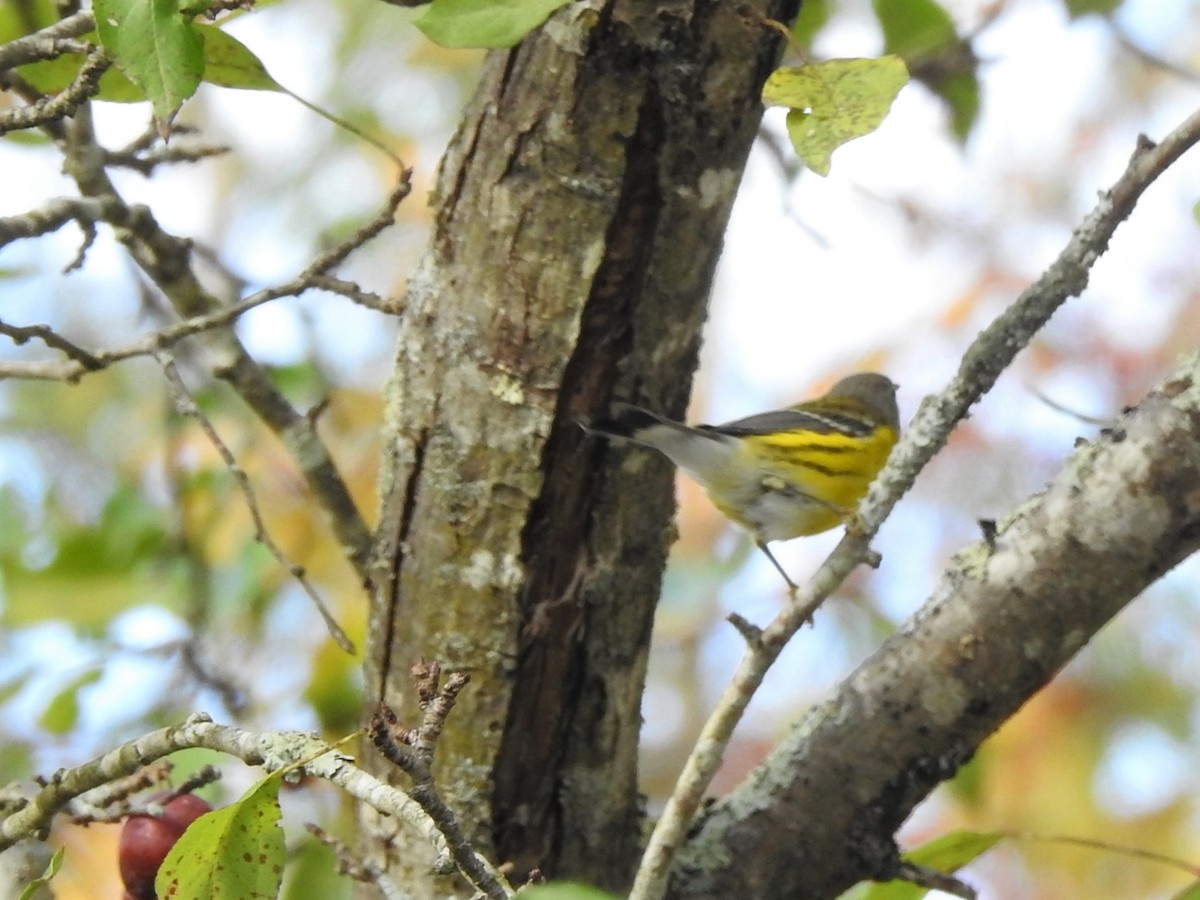 Magnolia Warbler - ML624358432