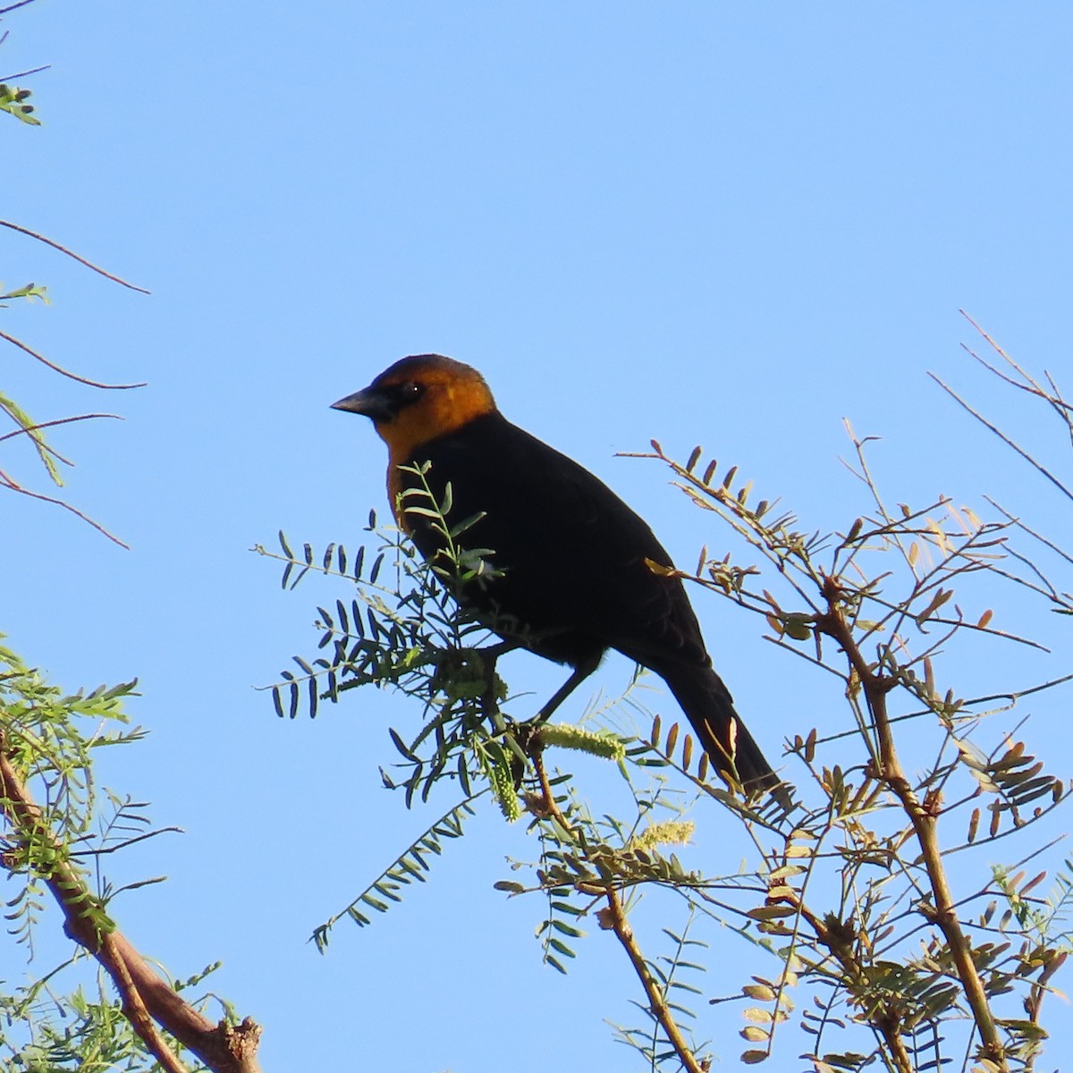 Yellow-headed Blackbird - ML624358442