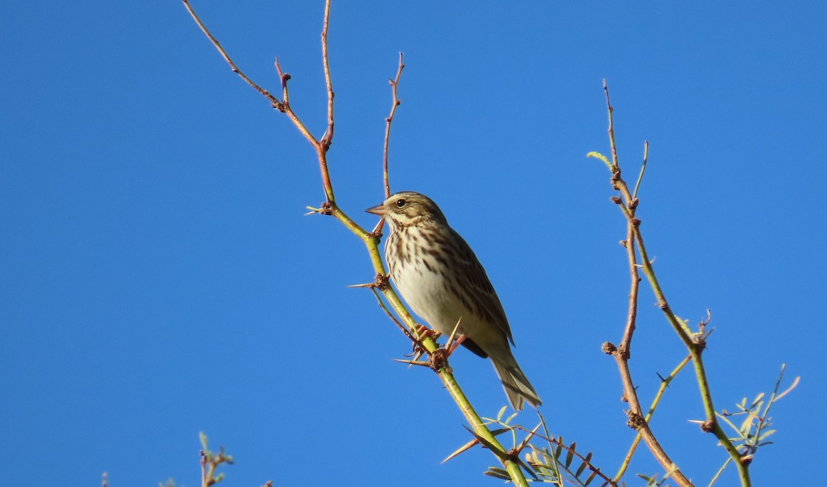 Savannah Sparrow - ML624358509