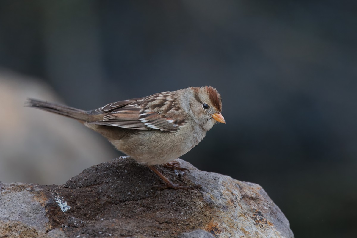White-crowned Sparrow - John Callender