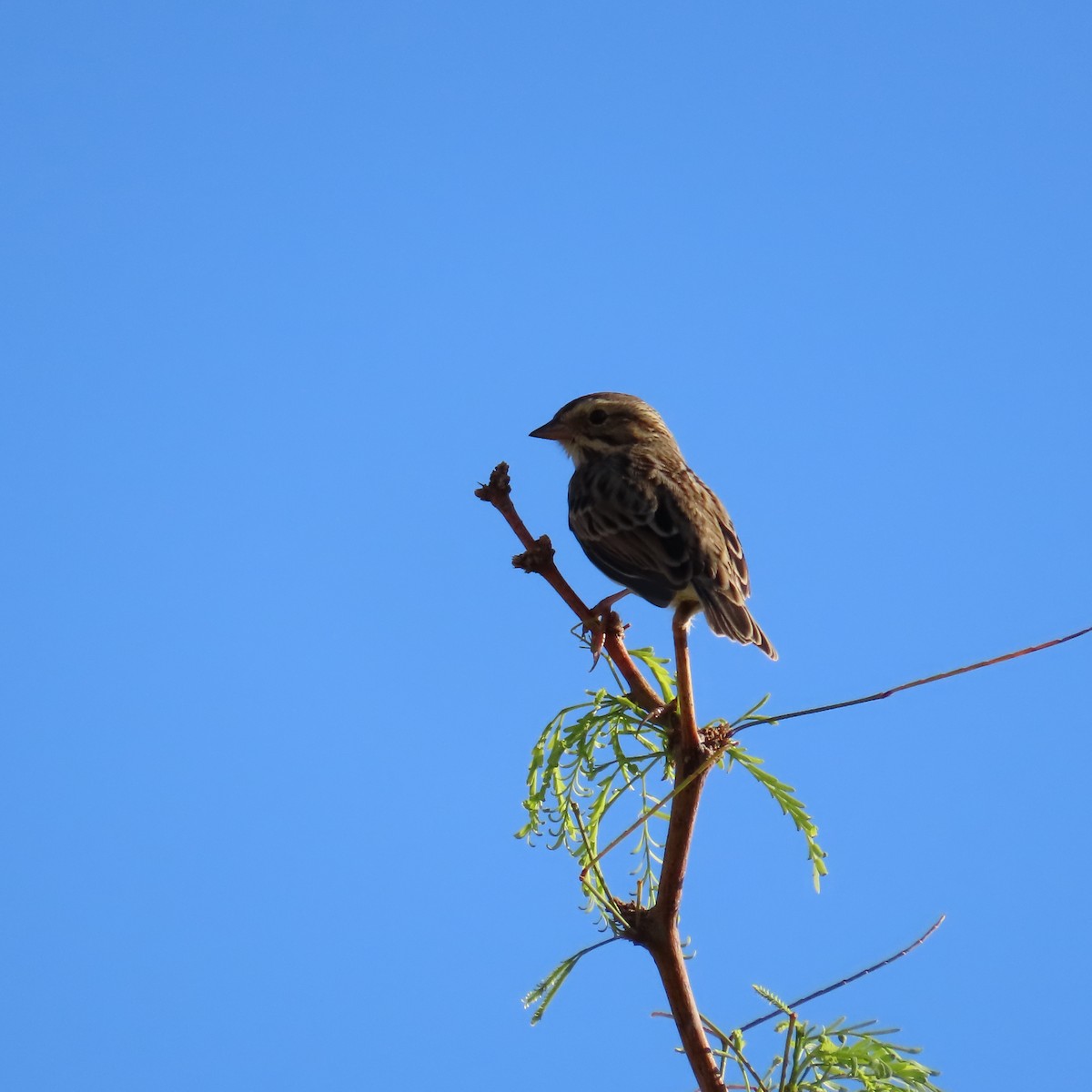 Savannah Sparrow - ML624358535