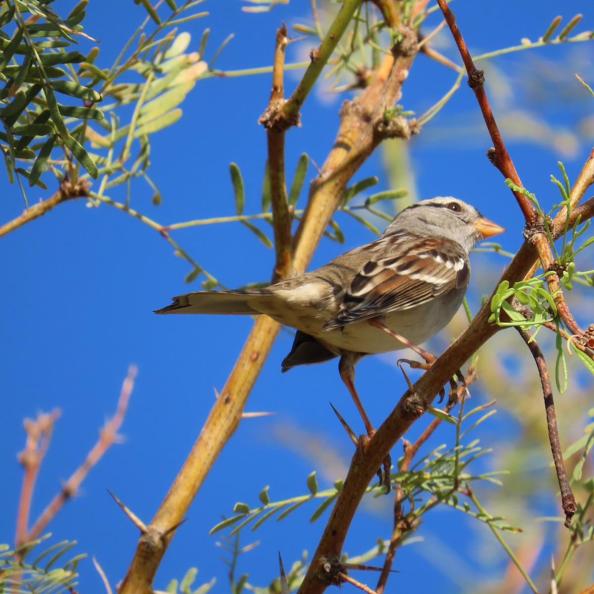 White-crowned Sparrow (Gambel's) - ML624358542