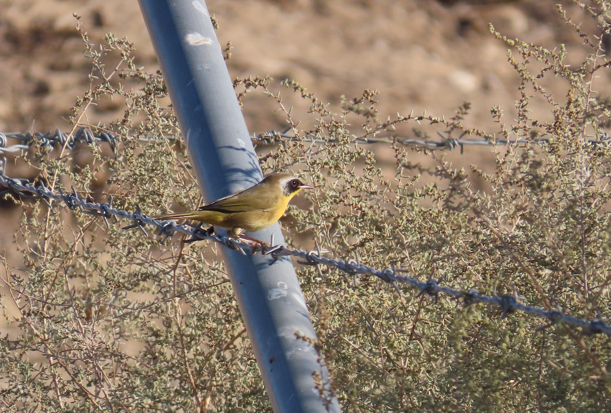 Common Yellowthroat - ML624358571