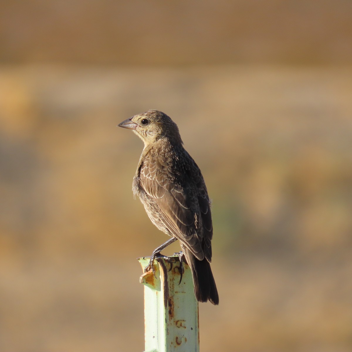 Brown-headed Cowbird - ML624358602