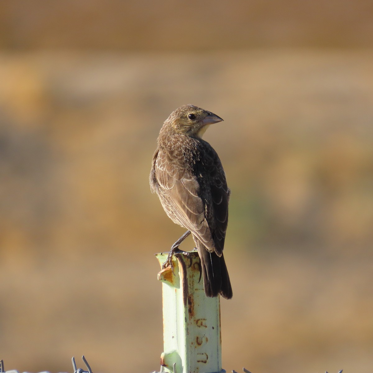 Brown-headed Cowbird - ML624358622