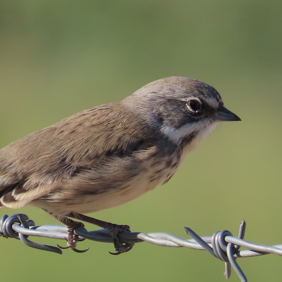 Sagebrush/Bell's Sparrow (Sage Sparrow) - ML624358653