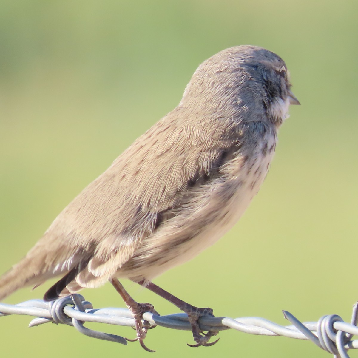 Sagebrush/Bell's Sparrow (Sage Sparrow) - ML624358665