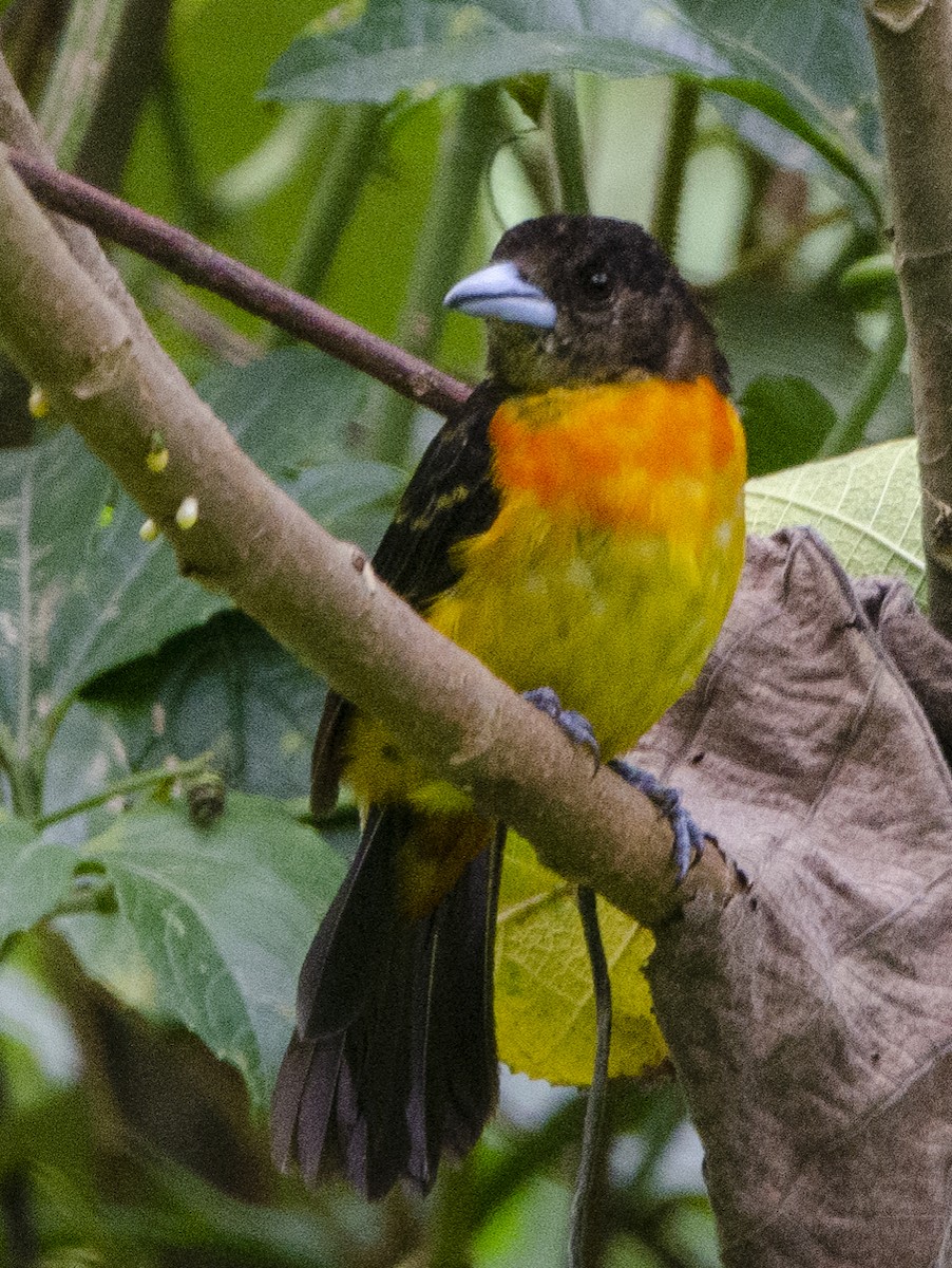 Flame-rumped Tanager - Diego Martínez Aguirre