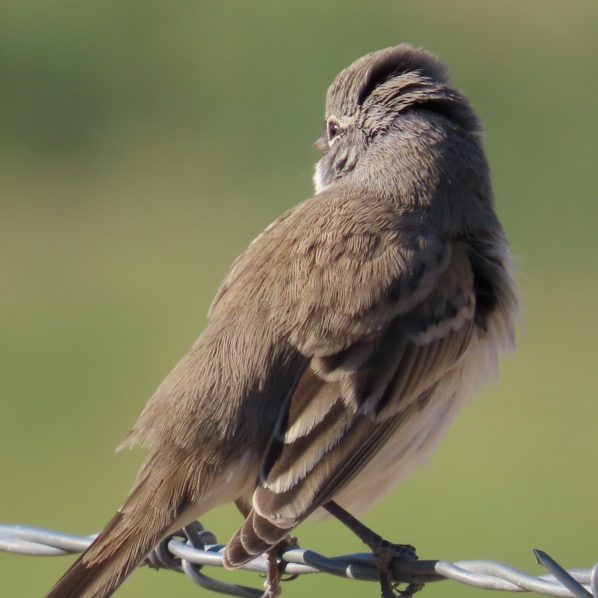 Sagebrush/Bell's Sparrow (Sage Sparrow) - ML624358687